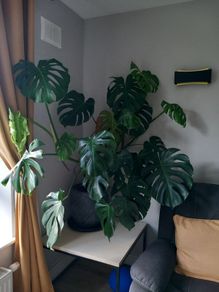 Large Monstera plant