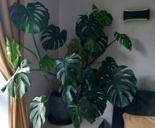 Large Monstera plant