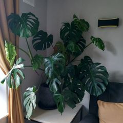 Large Monstera plant