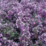 Hedging Dare to be different Image 2