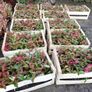 Red Robin Hedging Image 7