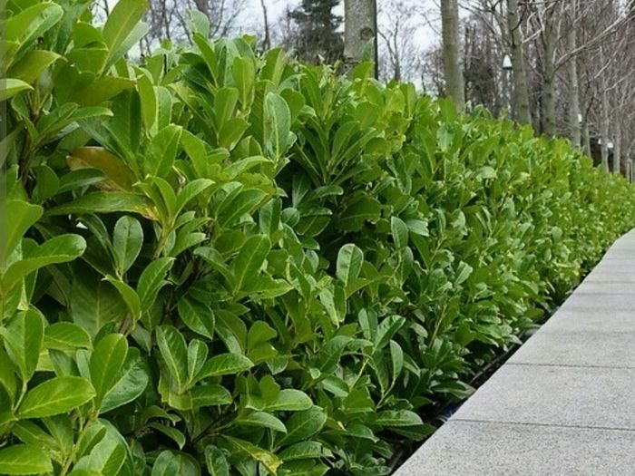 Healthy Laurel Hedging  Ready to Plant Now
