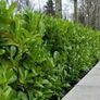 Healthy Laurel Hedging  Ready to Plant Now Image 2