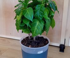 Coffee Arabica House plant x2