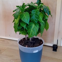 Coffee Arabica House plant x2