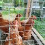 Roosters Image 3