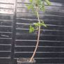 Horse chestnut trees Image 2
