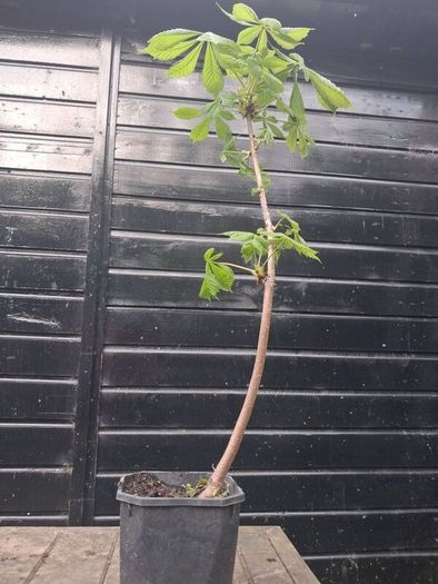 Horse chestnut trees