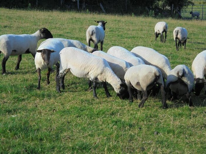Hilltex  x Suffolk  Breeding Hoggets