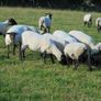 Hilltex  x Suffolk  Breeding Hoggets Image 8