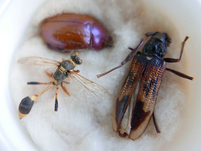 Vintage Insects, Hymenoptera in an antique container