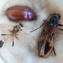Vintage Insects, Hymenoptera in an antique container Image 5