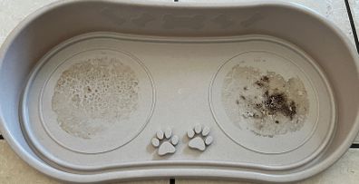 Dog bowl holder
