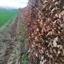 Copper Beech Hedging Image 6