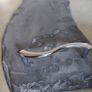 LOVELY Natural Slate Serving Tray Chrome Antler Handles Image 7