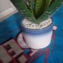 plant Image 3