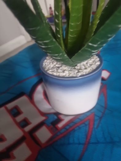 plant