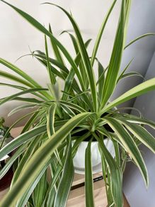 Spider Plant Ribbon plant with white pot