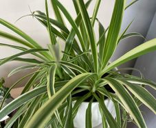 Spider Plant Ribbon plant with white pot