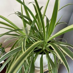 Spider Plant Ribbon plant with white pot