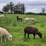 Hoggets Image 2
