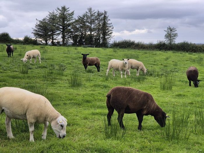 Hoggets