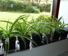 Large spider plants