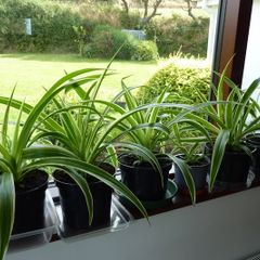 Large spider plants
