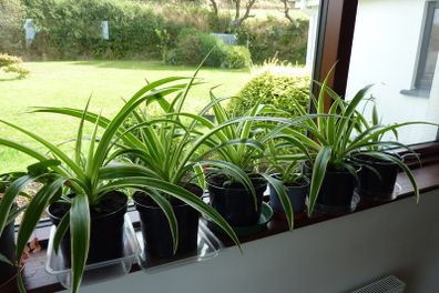 Large spider plants