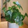 Artificial Monstera Plants in Ceramic Pots x 2 Image 3