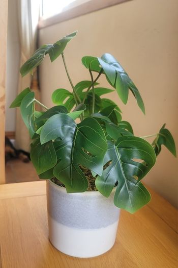 Artificial Monstera Plants in Ceramic Pots x 2