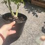 plant Image 4