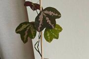 Passiflora trifascinata - rooted small plant