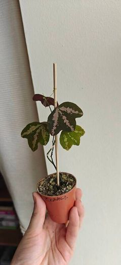 Passiflora trifascinata - rooted small plant