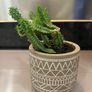 Flower Cactus in ceramic pot Image 4