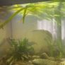 Juwel  125 litre tank and cabinet set Image 5
