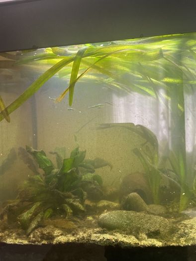 Juwel  125 litre tank and cabinet set