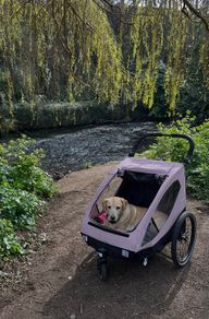 Dog Duo Bike and Buggy