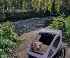 Dog Duo Bike and Buggy