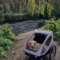 Dog Duo Bike and Buggy