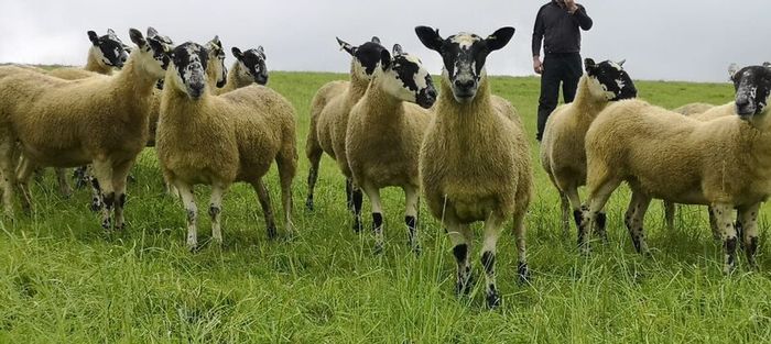 24 Scotch Mule Hogget Ewes