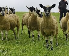 24 Scotch Mule Hogget Ewes