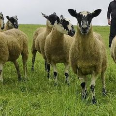 24 Scotch Mule Hogget Ewes