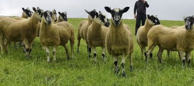 24 Scotch Mule Hogget Ewes