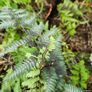 Large Fern Plants, Three Euros Image 6