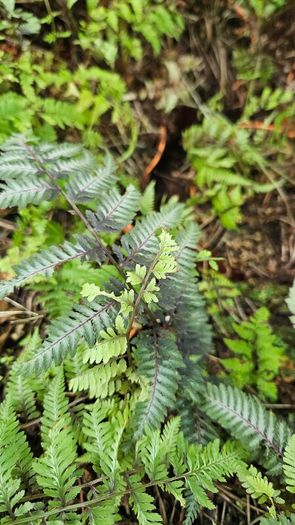 Large Fern Plants, Three Euros