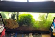 fish tank