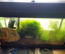 fish tank