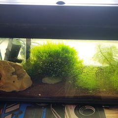fish tank