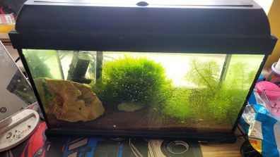 fish tank